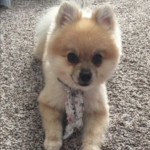 Meet your Posher, Cesar